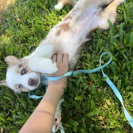 Australian Shepherd Puppies from Oliver Ohana Aussies