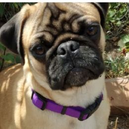 Pugs from Agape Pugs
