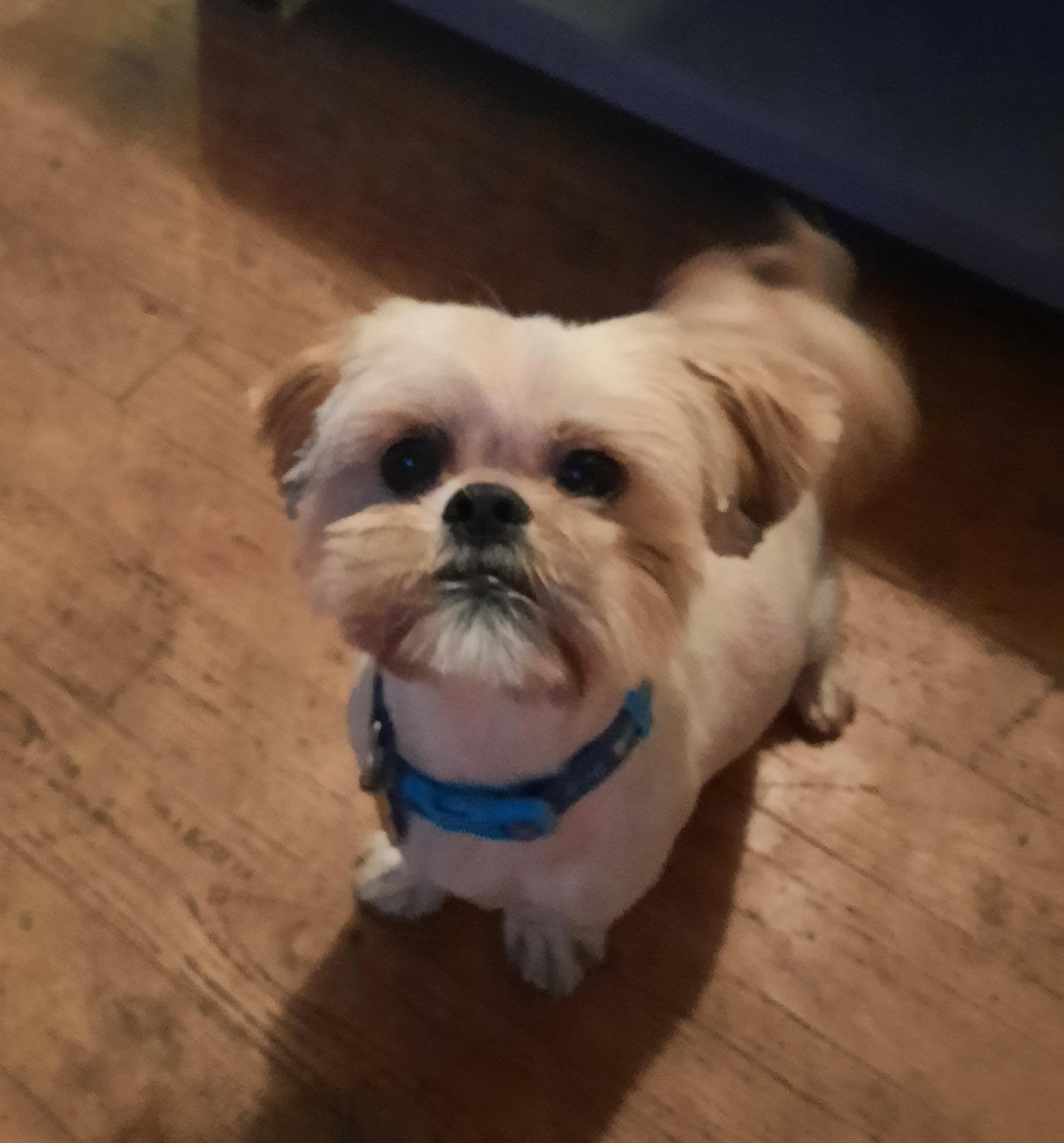 Leonard or Lenny Boo