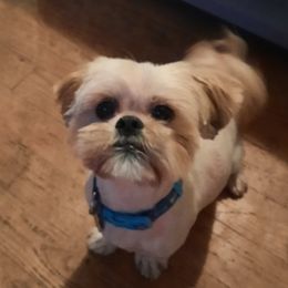 Leonard or Lenny Boo - Shih Tzu
