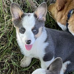 Pembroke Welsh Corgi Puppies from Chase Em All Corgis