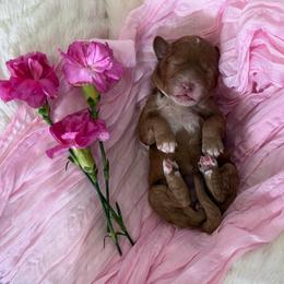 Primrose (Maroon) - Red  female Goldendoodle puppy in Payson, Utah from Life_on. Paws