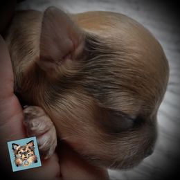 Chihuahua Puppies from Grace & Glory Chihuahuas