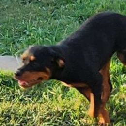 Girl 4 - Black and mahogany Rottweiler puppy in Houston, Texas from Wards Pups