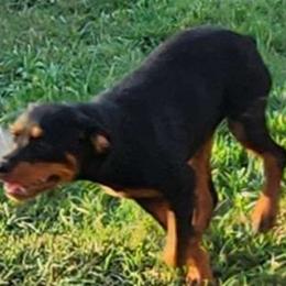 Girl 4 - Black and mahogany Rottweiler puppy in Houston, Texas from Wards Pups