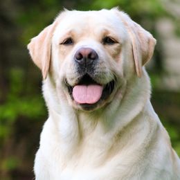 Labrador Retriever All Grown Up from Green Wave Labradors