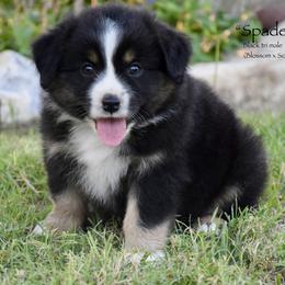 Spades - Black tri male Miniature Australian Shepherd puppy in Evant, Texas from Lazy VT Bar Ranch