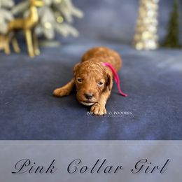Pink Collar Girl - Red  female Poodle puppy in Charlotte, North Carolina from Bruno & Co. Puppies