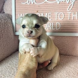 Beauty - Cream and white female Chihuahua puppy in Redding, California from Akc ivy league chihuahua .  Com