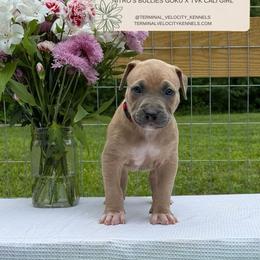 Martini - Blue fawn male American Bully puppy in Virginia from Terminal Velocity Kennels LLC