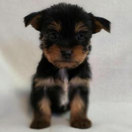 Peppers Boy 2 - Black and tan male Yorkshire Terrier puppy in Aiken, South Carolina from Sio's Yorkies