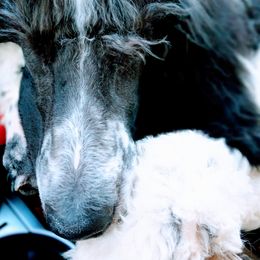 Poodle Puppies from Reeves Family Standard Poodles