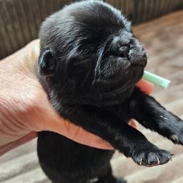 Teal Collar Girl - Black female Pug puppy in Elkland, Missouri from Tellier's AKC Boston Terriers Missouri