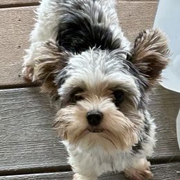 Yorkshire Terrier puppies from Lake Life