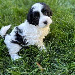 Athena - Black Havapoo puppy in South Jordan, Utah from Meadowlark Doodles