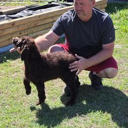 D.Green- Lou - Phantom male Poodle puppy in Copperas Cove, Texas from Poodles of Valor