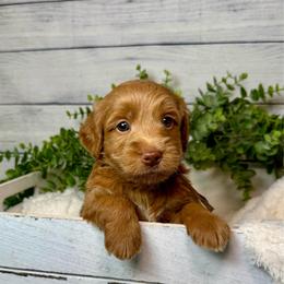 New York - Red  male Goldendoodle puppy in Haltom City, Texas from Ohana Doodles