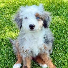 Marty - male Australian Mountain Doodle puppy in Sterling, Colorado from North 40 Doodles