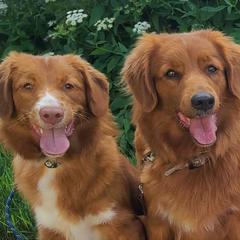 Australian Shepherds and Nova Scotia Duck Tolling Retrievers from Canosia Tollers & Australian Shepherds