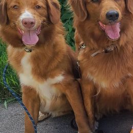 Australian Shepherds and Nova Scotia Duck Tolling Retrievers from Canosia Tollers & Australian Shepherds