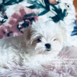 Boy 3 Allegro - White Maltese puppy in Snowville, Utah from Navabo Diamond