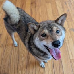 Debbie - Shiba Inu