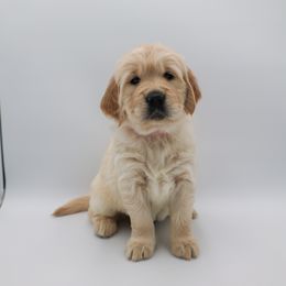 Golden Retriever Puppies from Wild Hearts Goldens