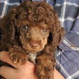 Little Bear - ToyChoc Brown Phantom - Phantom male Poodle puppy in Falcon, Missouri from Cedar House Heritage Poodles | AKC Toy & Miniature Poodle Puppies Raised in Home