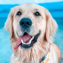 Golden Retrievers from Growing Up Goldens