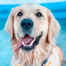 Golden Retrievers from Growing Up Goldens
