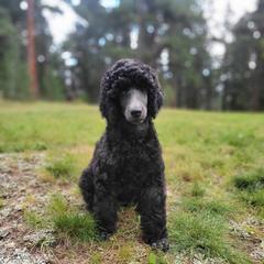 Earth - Blue Poodle puppy in Colorado from Apex Poodles