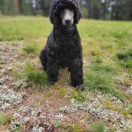 Earth - Blue Poodle puppy in Colorado from Apex Poodles