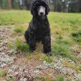 Earth - Blue Poodle puppy in Colorado from Apex Poodles