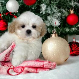 Shihpoo and Shih Tzu Puppies from Lilli’s Shih tzus and Shih poos