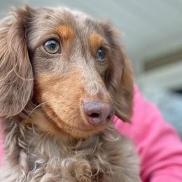 Penny - Dachshund