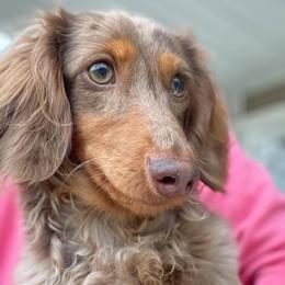 Penny - Dachshund