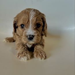 Rex - Cream male Cavapoo puppy in Vineyard, Utah from Pitter Patter Puppies