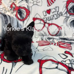 River - Parti male Yorkshire Terrier puppy in Dierks, Arkansas from Yorkie’s Klassie Kreations