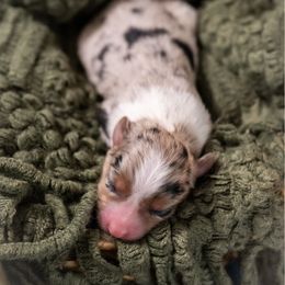 Stilton - Blue merle male Miniature American Shepherd puppy in Groesbeck, Texas from Empire Miniature American Shepherds