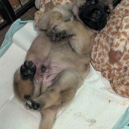Baby blue - Fawn male Mastiff puppy in Strafford, Missouri from Hug-A-Mug Mastiffs