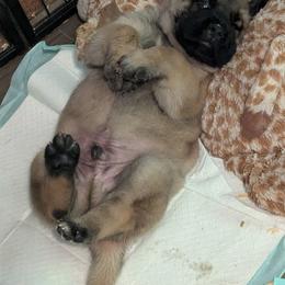Baby blue - Fawn male Mastiff puppy in Strafford, Missouri from Hug-A-Mug Mastiffs
