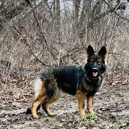 Zoey - German Shepherd