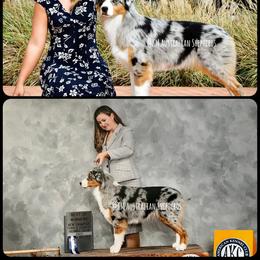 Boujee - Australian Shepherd