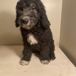 Australian Shepherd, Goldendoodle, and Poodle Puppies from 5AFarms