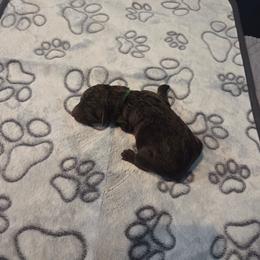 Denver -green color - Brown male Bernedoodle puppy in Aurora, Colorado from Simply Amazing Doodles