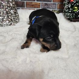 Ruby - Black and tan female Miniature Pinscher puppy in Baton Rouge, Louisiana from Pike's Pups
