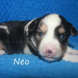 Neo - Blue merle male Toy Australian Shepherd puppy in Godley, Texas from Flying H Toy and Mini Aussies