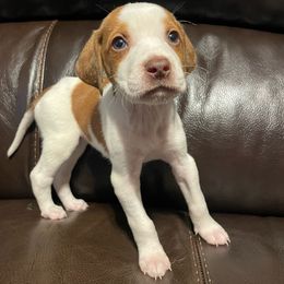 Girl 1 - White and cream American Foxhound puppy in Waxhaw, North Carolina from Setting Sun Kennel