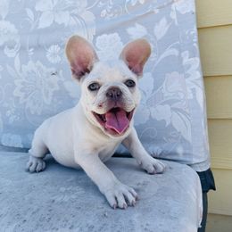 Merlin - Cream French Bulldog puppy in Petaluma, California from Luma Frenchies