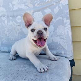 Merlin - Cream French Bulldog puppy in Petaluma, California from Luma Frenchies
